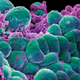 Credit: Wellcome Images